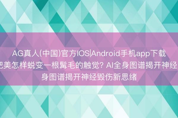 AG真人(中国)官方IOS|Android手机app下载 Nature | 肥美怎样蜕变一根髯毛的触觉? AI全身图谱揭开神经毁伤新思绪