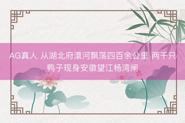 AG真人 从湖北府澴河飘荡四百余公里 两千只鸭子现身安徽望江杨湾闸