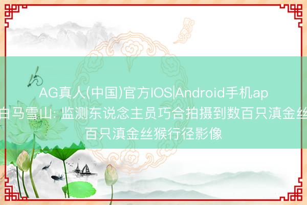 AG真人(中国)官方IOS|Android手机app下载 云南白马雪山: 监测东说念主员巧合拍摄到数百只滇金丝猴行径影像